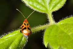 Systena nigroplagiata