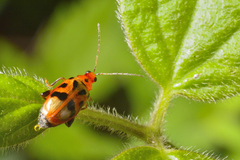 Systena nigroplagiata