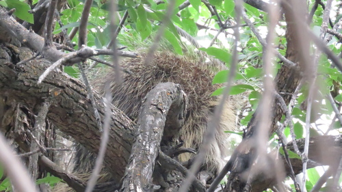 iNaturalist observation 2021-07-05