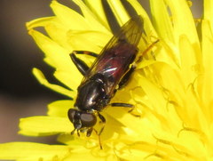 Chalcosyrphus libo