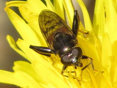 Chalcosyrphus libo