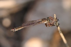 Leptogaster flavipes
