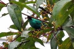 Miconia longifolia