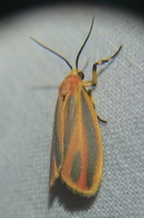 Hypoprepia miniata