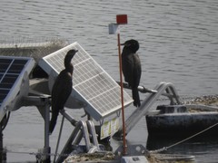 Nannopterum brasilianum