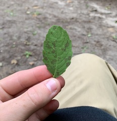 Paramyrothecium roridum