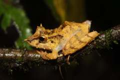 Pristimantis appendiculatus