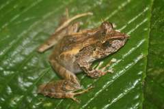 Pristimantis appendiculatus