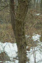 Crataegus macrosperma