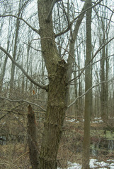 Crataegus macrosperma