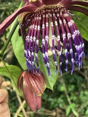 Passiflora ambigua