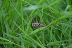 Pholidoptera griseoaptera