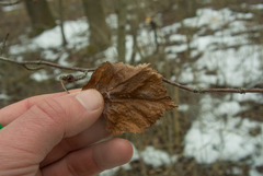 Crataegus macrosperma