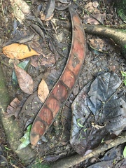 Pentaclethra macroloba