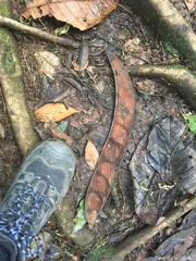 Pentaclethra macroloba