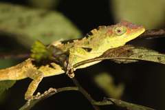 Anolis fraseri