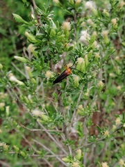 Cyphonotida rostrata