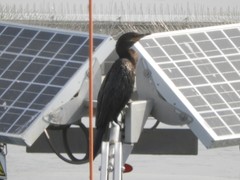 Nannopterum brasilianum