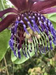 Passiflora ambigua