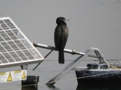 Nannopterum brasilianum