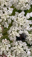 Trichiotinus assimilis