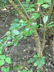 Rhamnus lanceolata