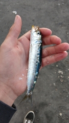 Sardinops sagax