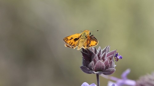 photo of Fiery Skipper (Hylephila phyleus)