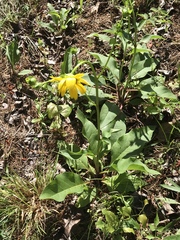 Silphium gracile