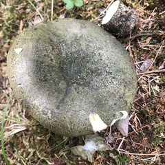 Lactarius atroviridis