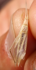 Oecanthus dulcisonans