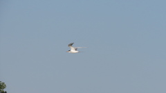 Sterna hirundo