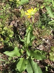 Silphium gracile