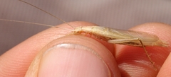 Oecanthus dulcisonans
