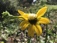 Silphium gracile
