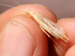 Oecanthus dulcisonans