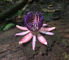 Passiflora ambigua