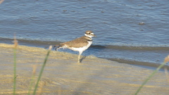 Charadrius vociferus