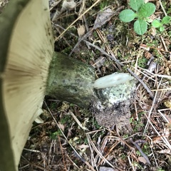 Lactarius atroviridis