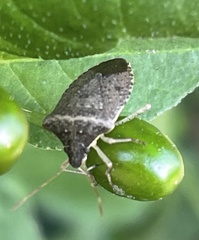 Euschistus obscurus