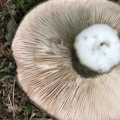 Lactarius atroviridis
