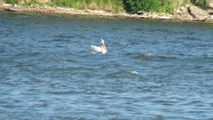 Pelecanus erythrorhynchos