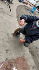 Genyonemus lineatus