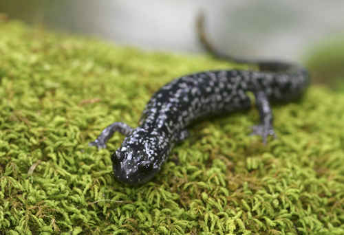 White-spotted Slimy Salamander