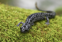White-Spotted Slimy Salamander photo 4