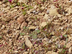 Erythranthe androsacea