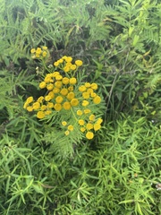 Tanacetum vulgare