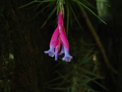 Tillandsia tenuifolia