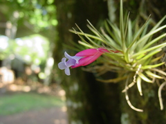 Tillandsia tenuifolia