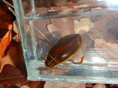 Dytiscus marginalis
